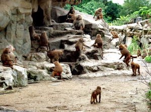 baboon activities2