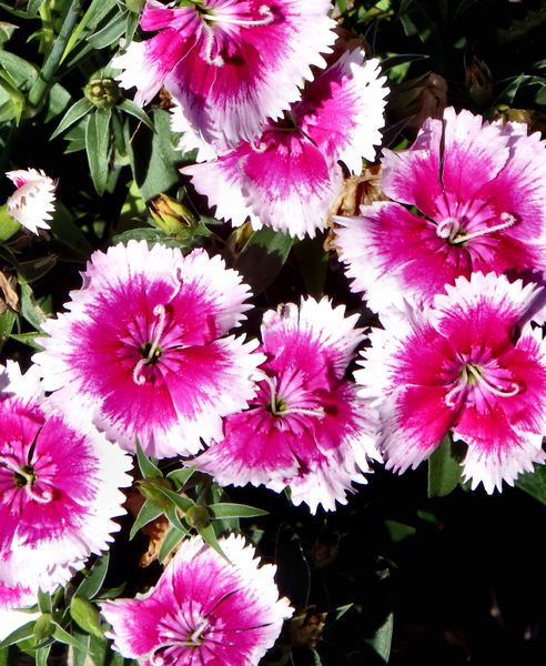 pink & white dianthus