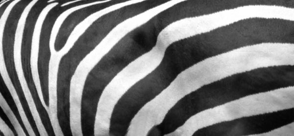 black & white - stripes3