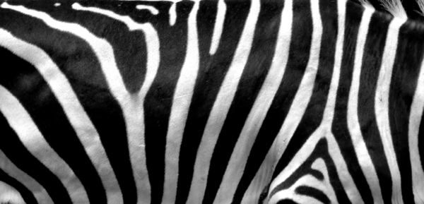 black & white - stripes4
