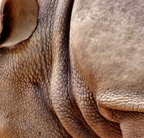 rhino wrinkles