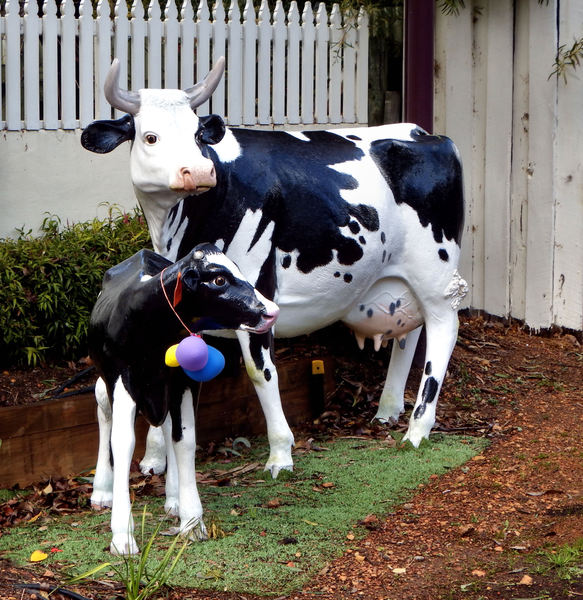cows in the garden5