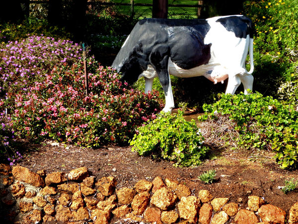 cows in the garden2