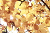 hojas de otoño amarillas