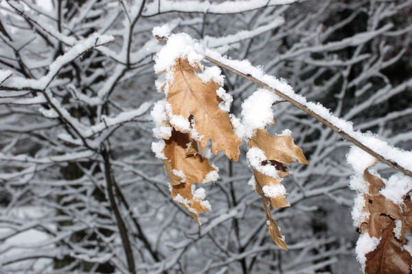 snowy_branches_03