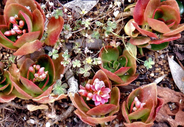 succulents in bud & bloom1