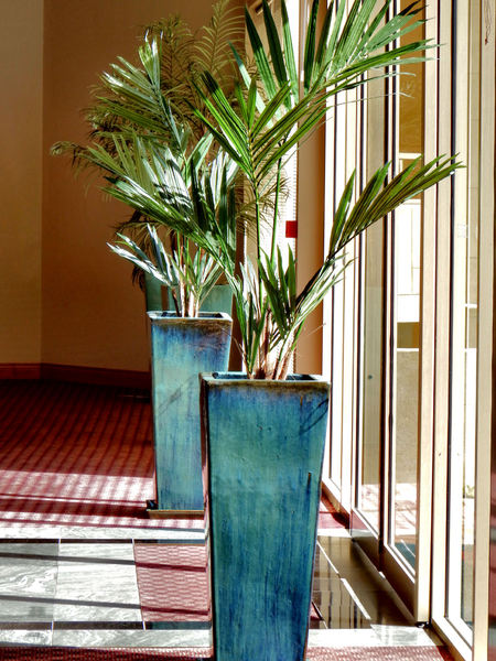 indoor potted palms