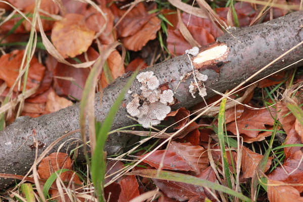Log Fungus