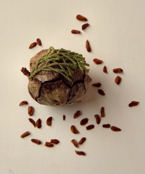cypress cone & seeds1