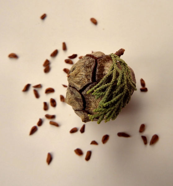 cypress cone & seeds2