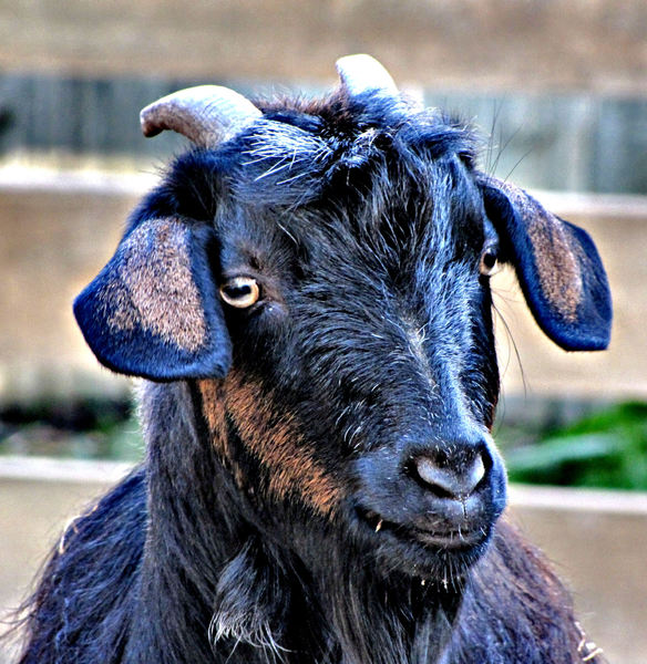 billy goat gruffA