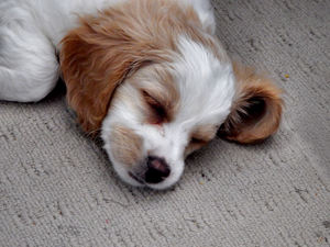 puppy sleep1: exhausted excitable young puppy resting