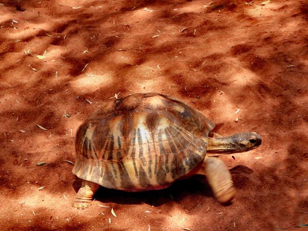 tortoise camouflage1