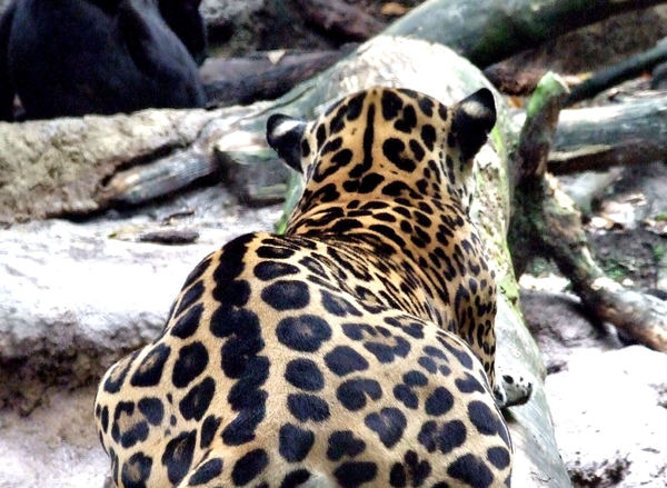 jaguar stretch4