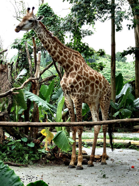giraffe heights2