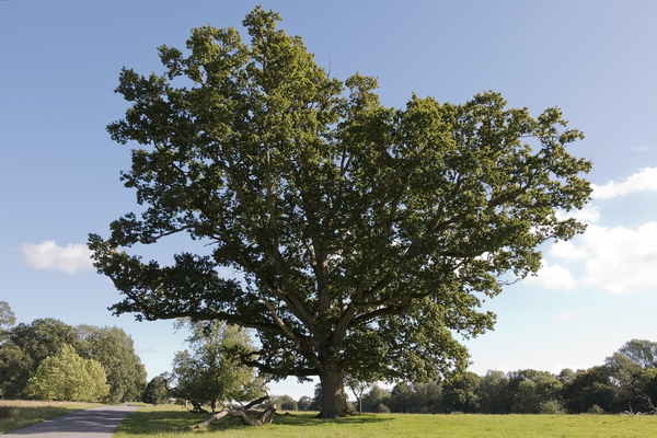 Parkland oak tree