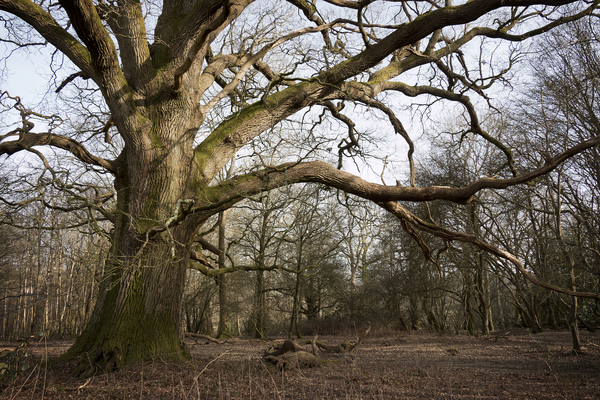 Winter oak tree