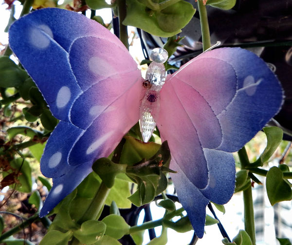 butterfly blue1