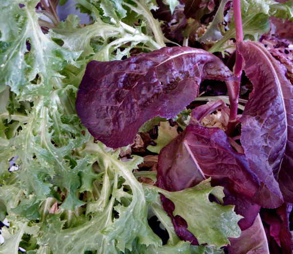 salad growth1