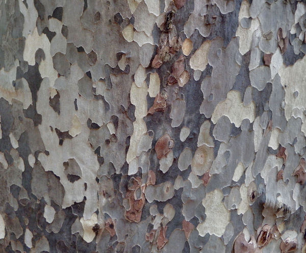 tree trunk texture10