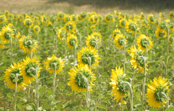 back side of sunflower field 1: sunflowers from backside