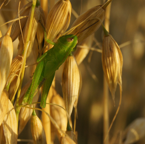 green grasshopper: green grasshopper in oats