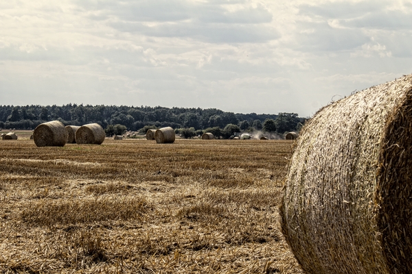 Harvest - bales of straw