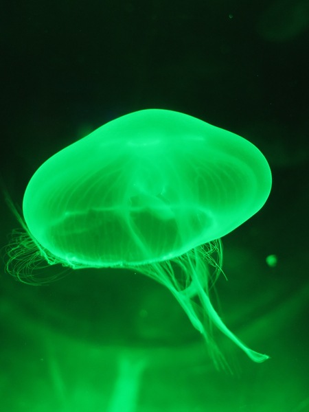 green jelly fish