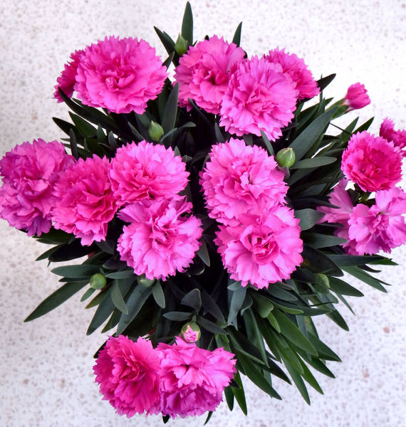 pink carnations4