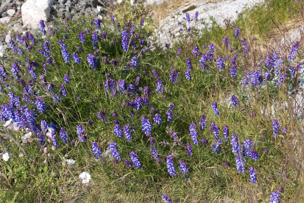 Wild blue flowers