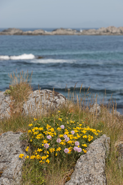 Coastal wild flowers