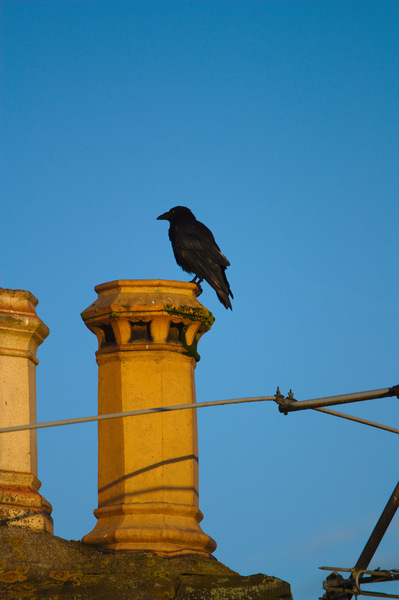 Rook or crow on chimney
