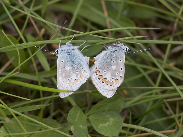 Butterfly pair