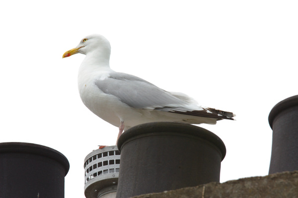 Urban gull