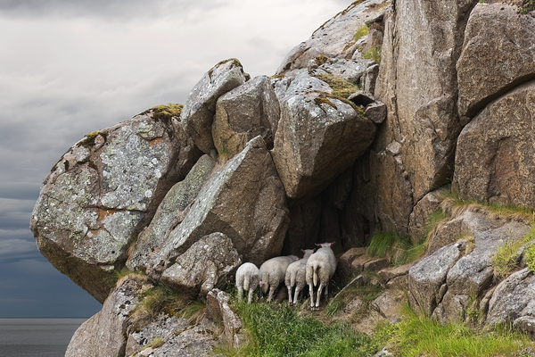 Sheep taking shelter
