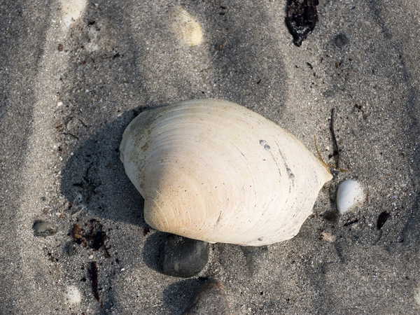 Sand rills and seashells