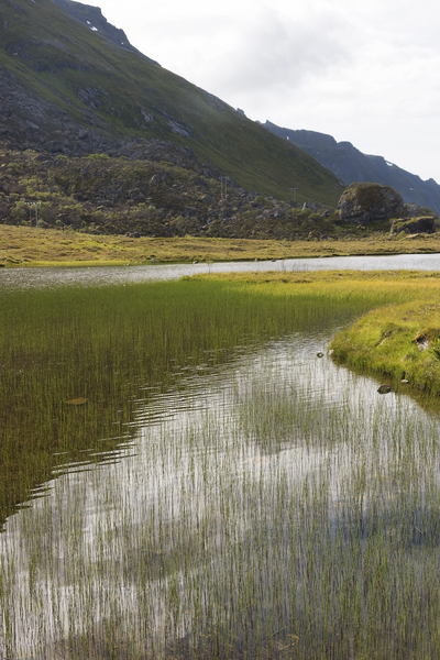 Lake of reeds