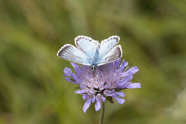 Chalkhill blue butterfly