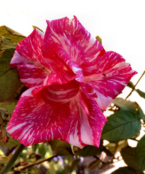 variegated pink petals1