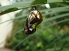 Chrysalis 5: A butterfly pupa/chrysalisI think it's a Common Crow (Euploea core)