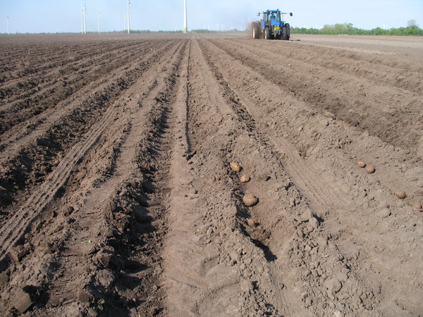 Potatofield 2: Planting potatoes