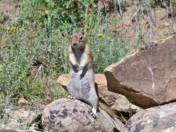 Squirrel on the trail: A curious squirrel watched us as we hiked along the Piedra River trail in Colorado.