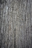 Bark 2: Tree bark texture or background shots.NB: Credit to read 