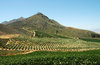 Winelands: Cape Winelands, South Africa.NB: Credit to read 