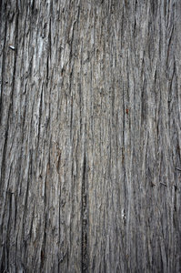 Bark 2: Tree bark texture or background shots.NB: Credit to read 