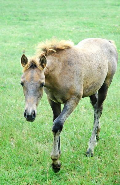Nooitgedacht Horses 1: Nooitgedacht HorsesNB: Credit to read 