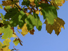 Autumn Leaves: Colorful autumn leafs of a maple tree
