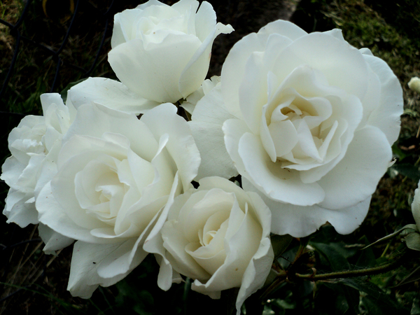 White rose 1: White rose in my garden