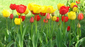 Spring's coming!: A wide view of April tulips in warm sunny hues.No restrictions. Still, I would love it if you left a note on how you're using the image. Thanks!