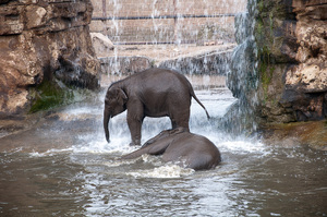 Playing in the water: Young elephants playing in the water.